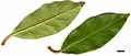 SpeciesSub: var. arboricola